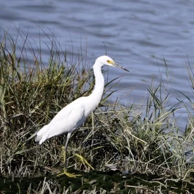 white-bird_Bedwell.jpg