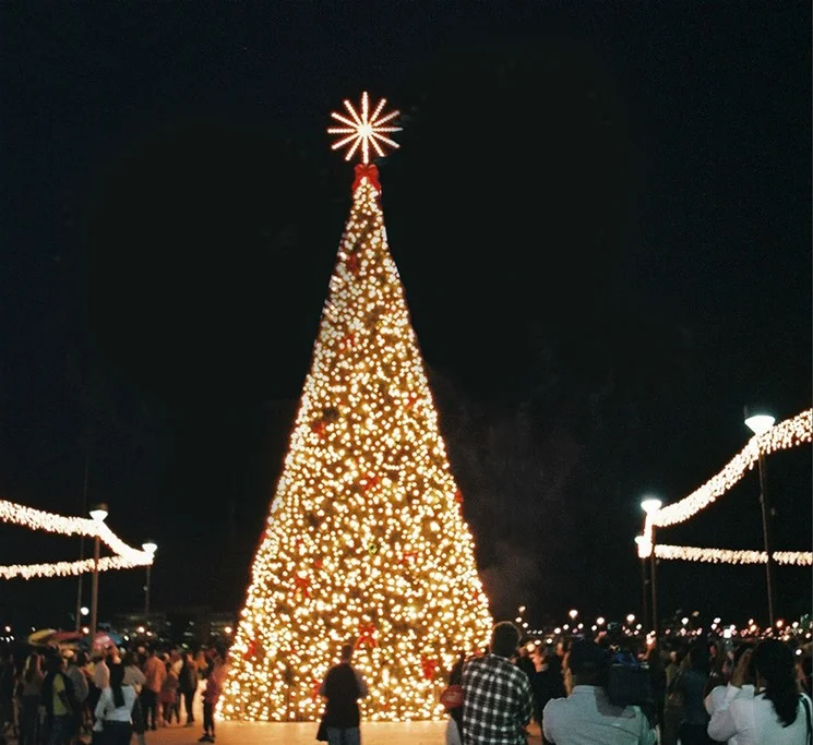 bayfront-tree.jpg