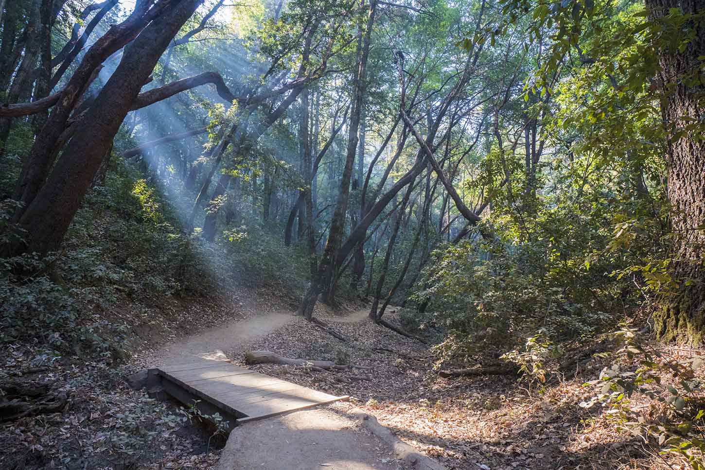 Castle Rock Trail .jpg