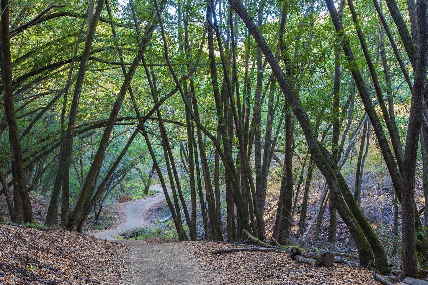 Stephen E. Abbors (PG&E) Trail .jpg