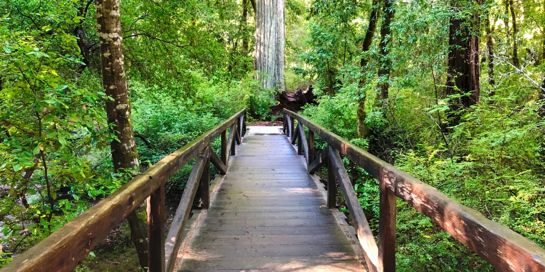 Skyline to Sea Trail .jpg