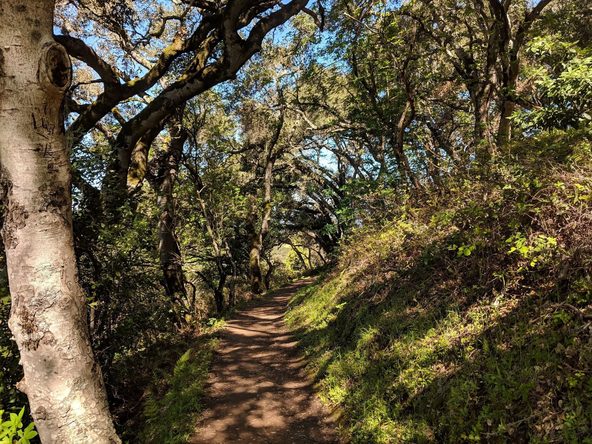 Hamm's Gulch Portola .jpg