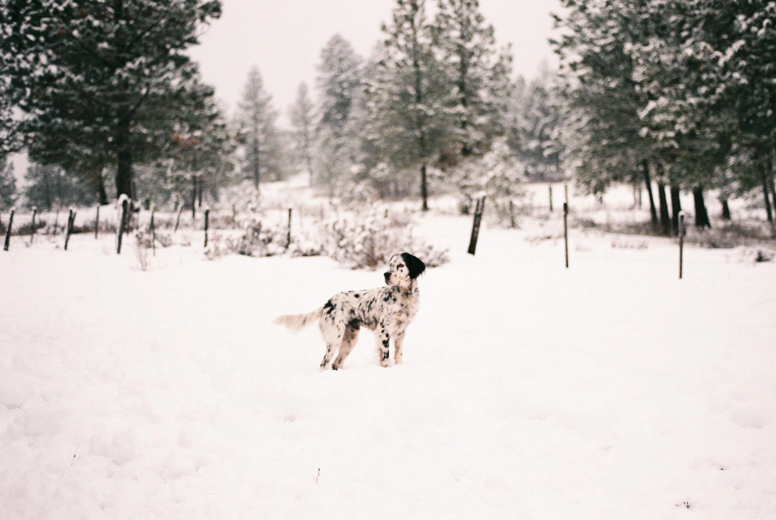 Christmas Tree Hunting | McCall, Idaho