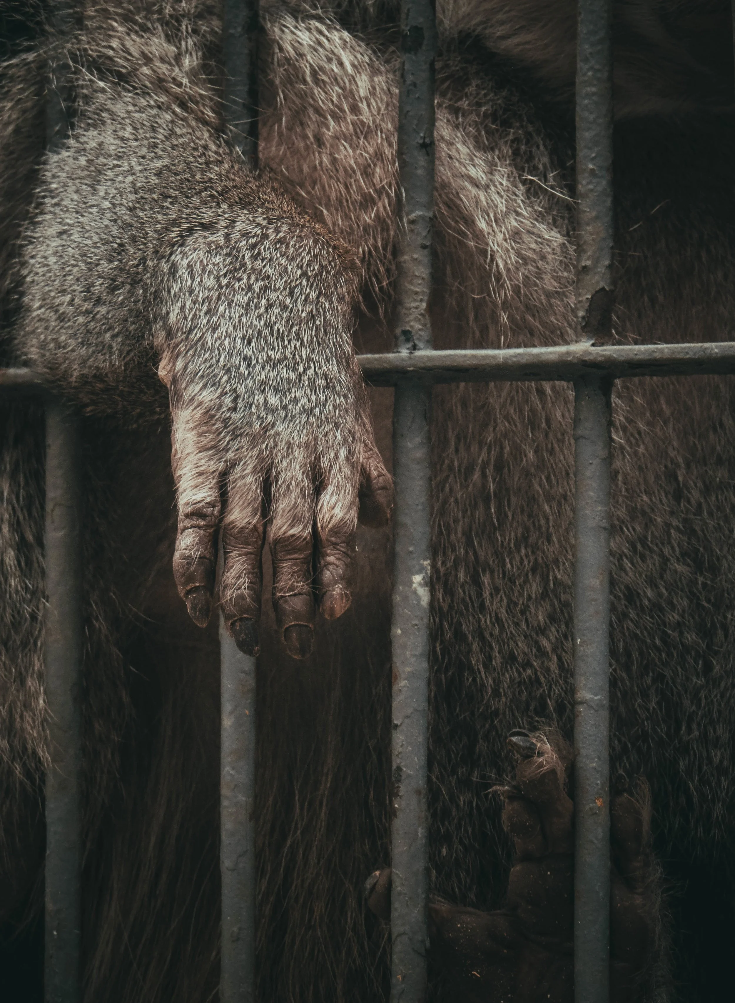 monkey.jpg