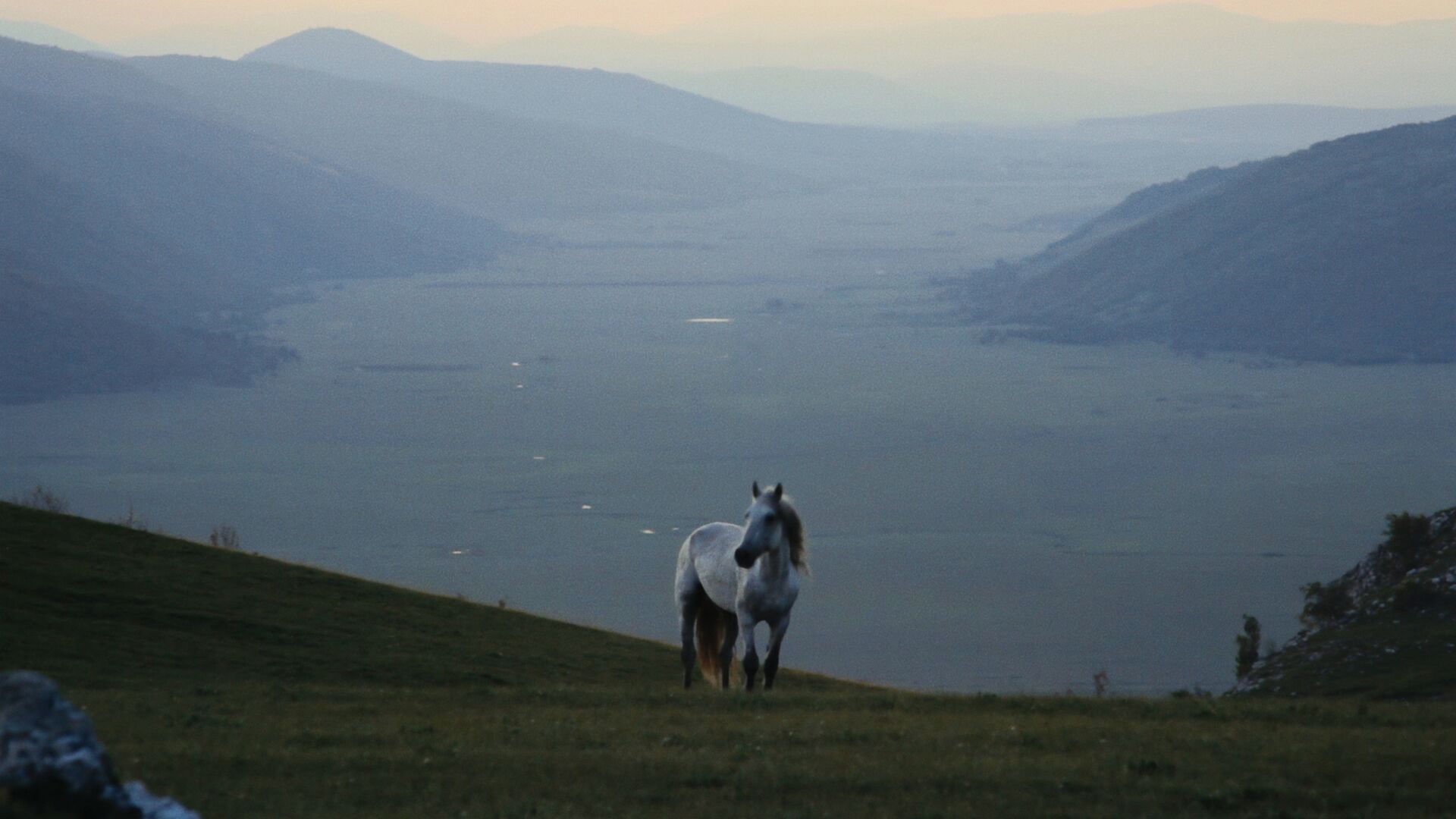 among wolves horse.jpeg