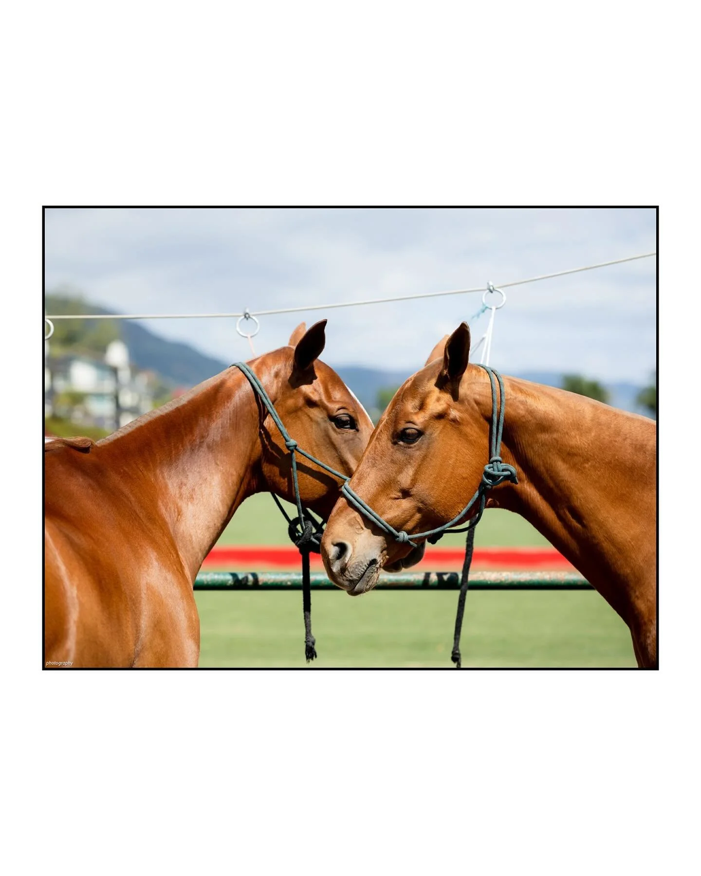 Polo season has begun. So lucky to be around these magical creatures✨
#horselove #santabarbarapolo #horsephotography