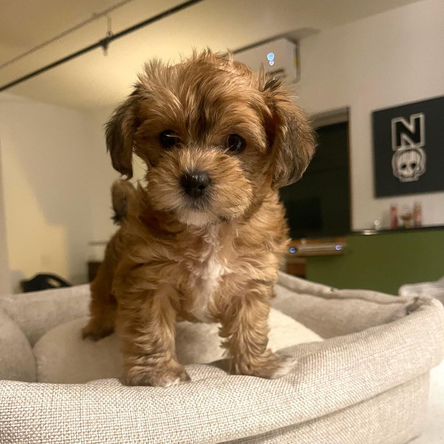 I&rsquo;m excited to introduce you to Ms. Lulu Johnson-Camacho. (Named after the fabulous @hailiesahar from @poseonfx.) Her favorite hobbies include frantically running around, nibbling on my fingers and performing Toni Braxton numbers in bad wigs.