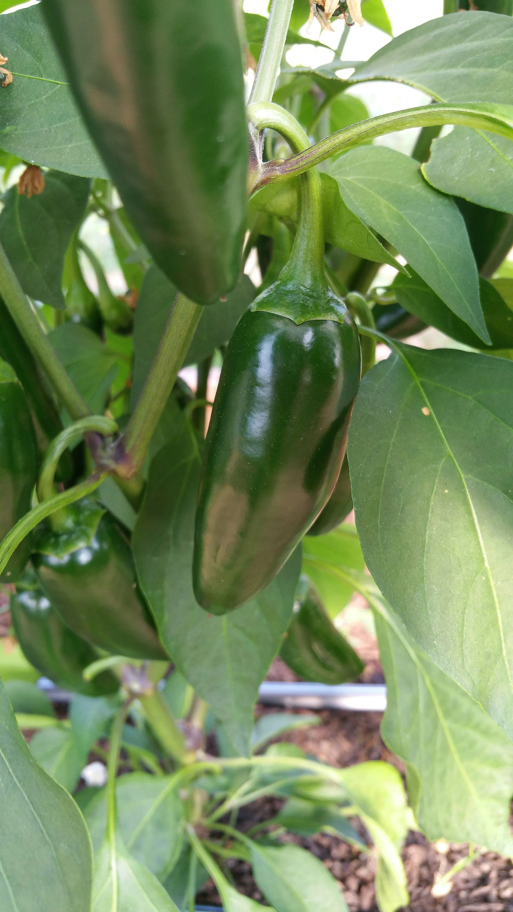 Jalepeno hot pepper 1.jpg