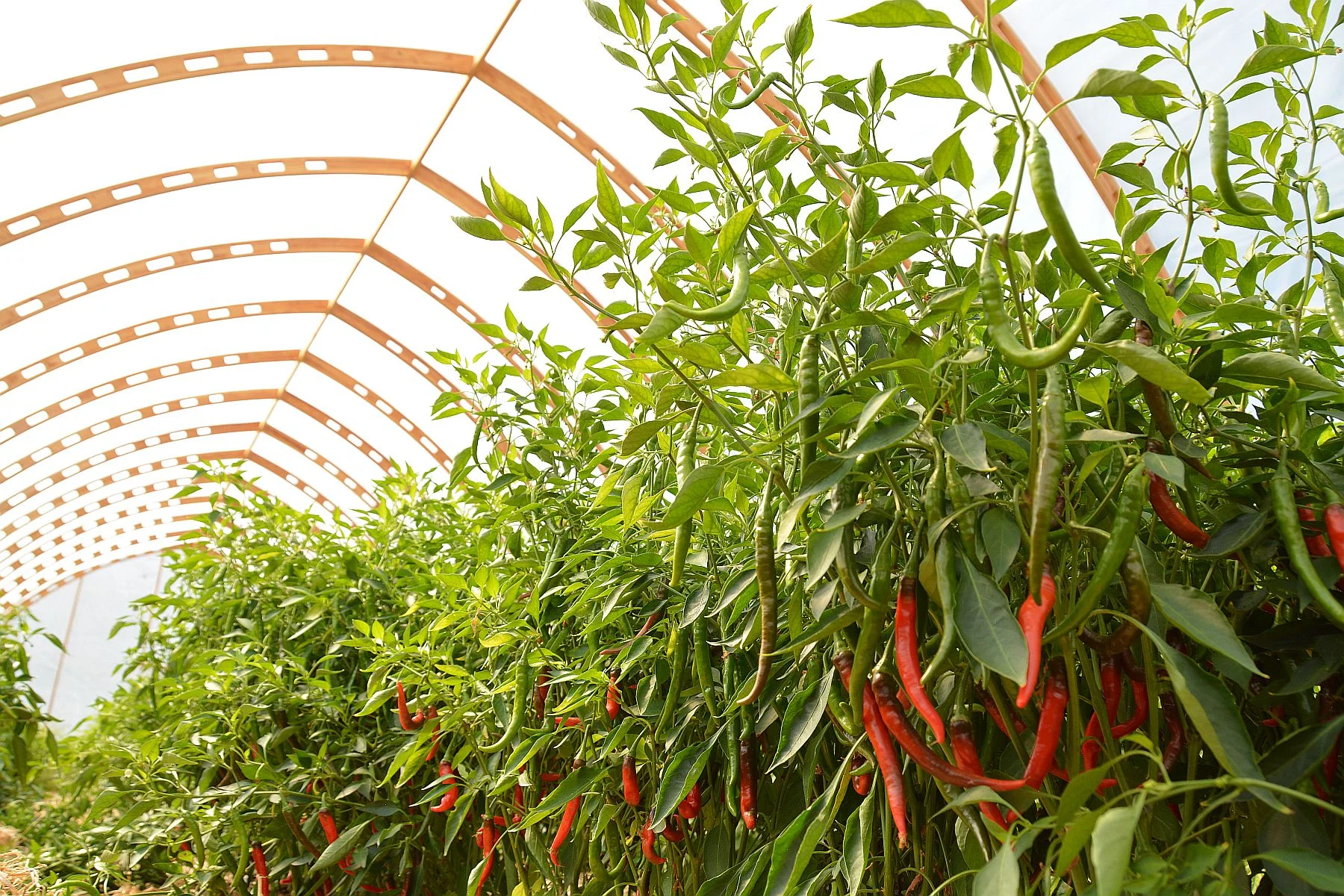 Cayenne Peppers 1.jpg