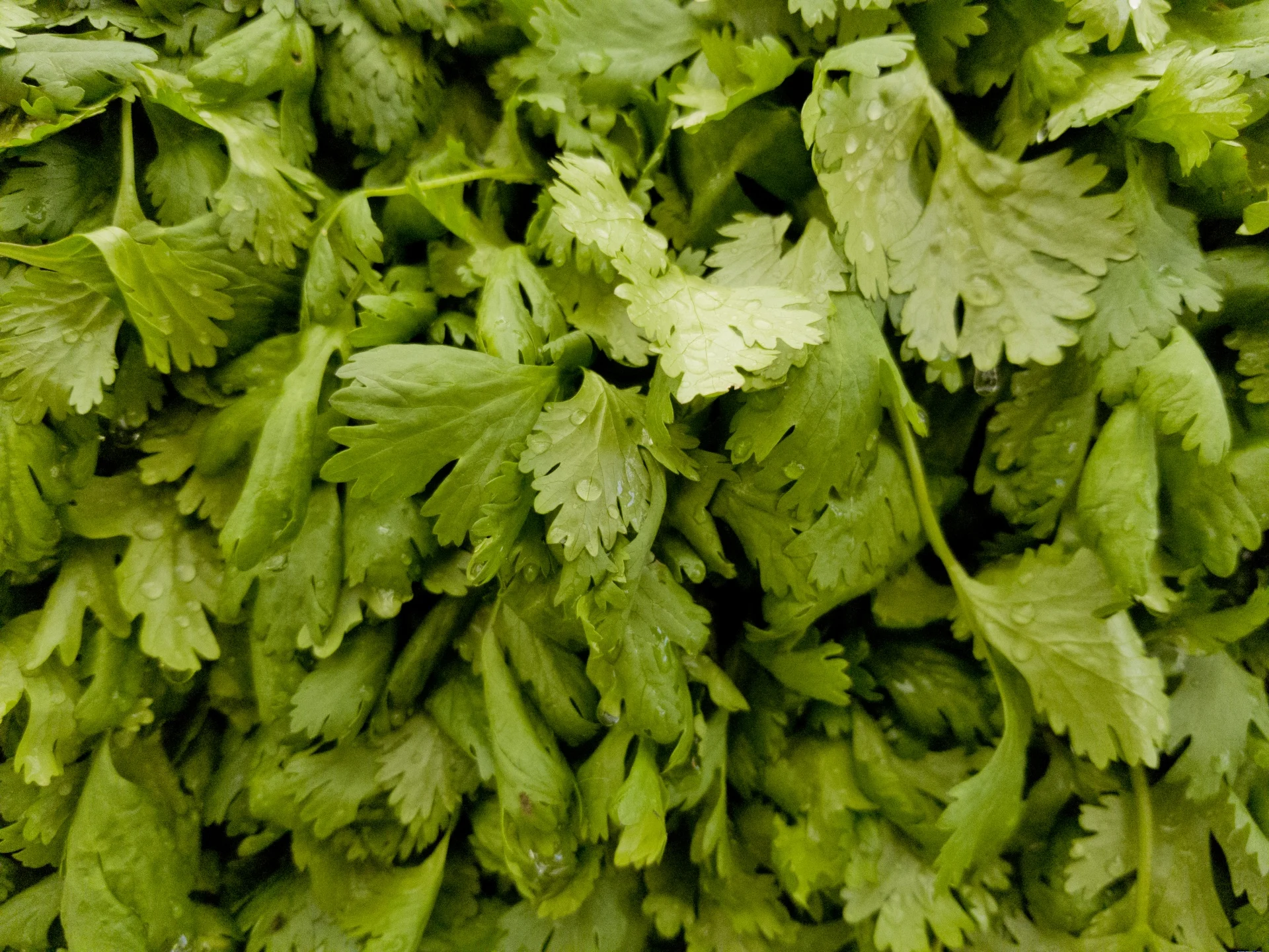 wet-cilantro.jpg