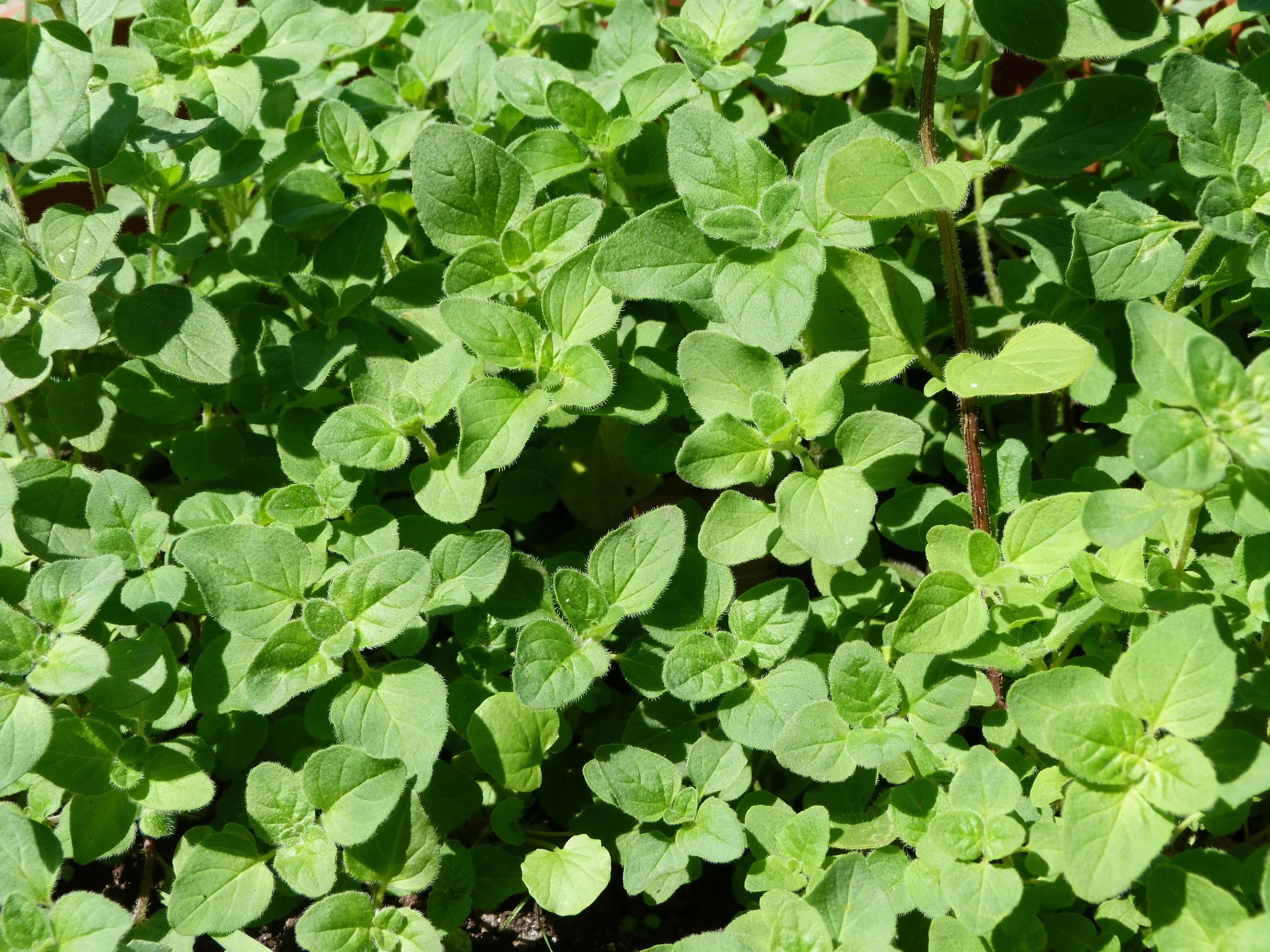 Oregano.jpg