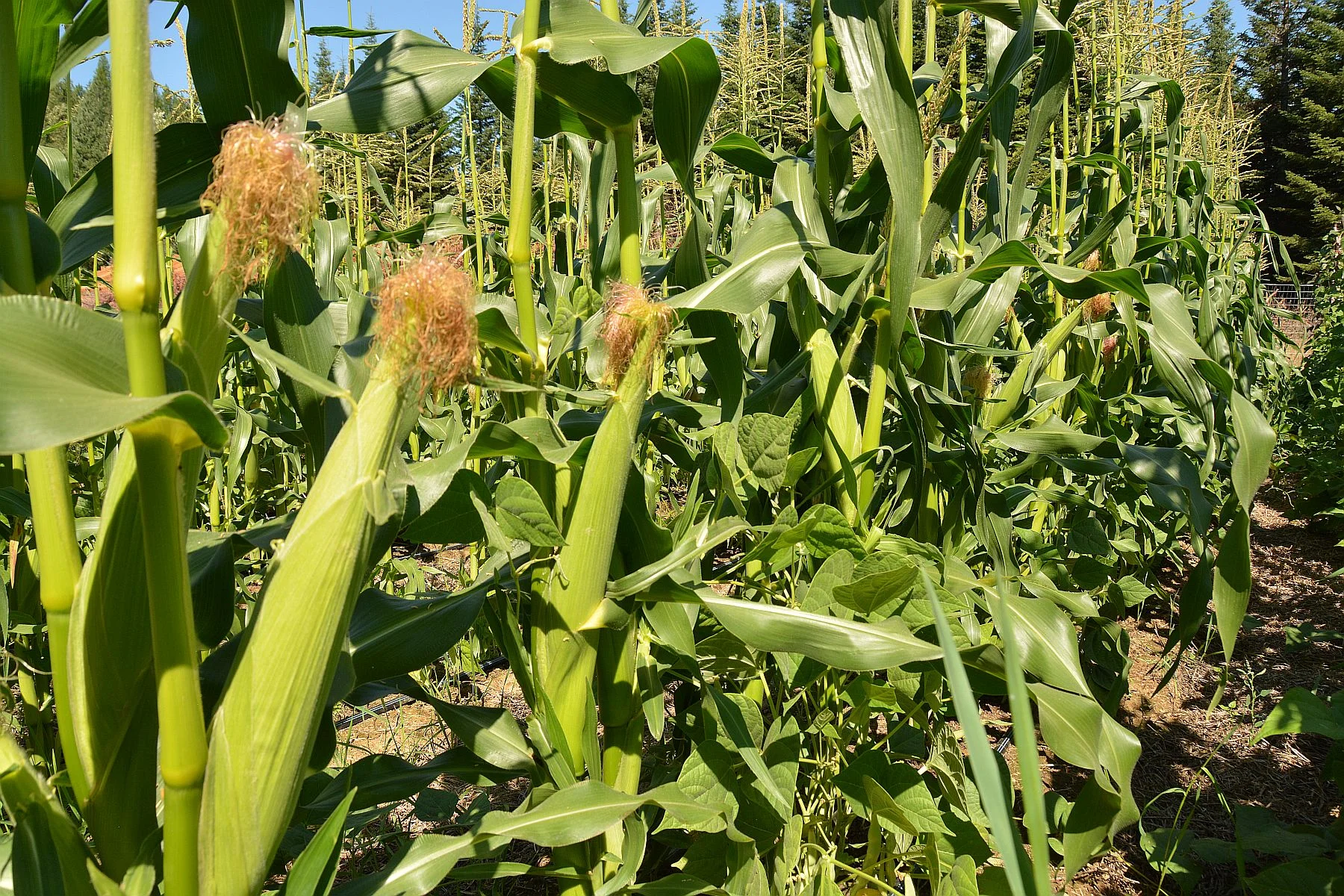 Corn 2.jpg