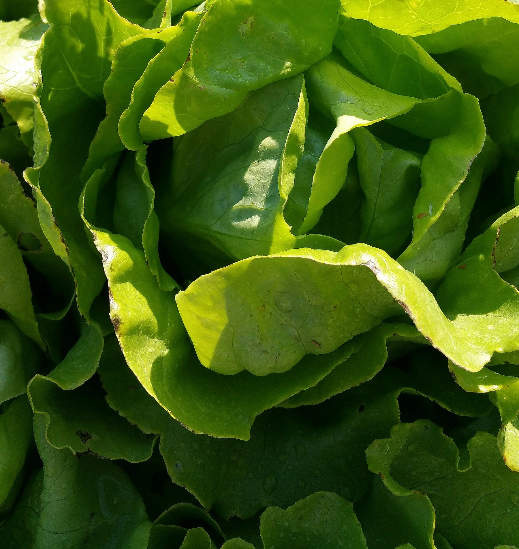 butter head lettuce tender lettuce for salad or wraps 1.jpg