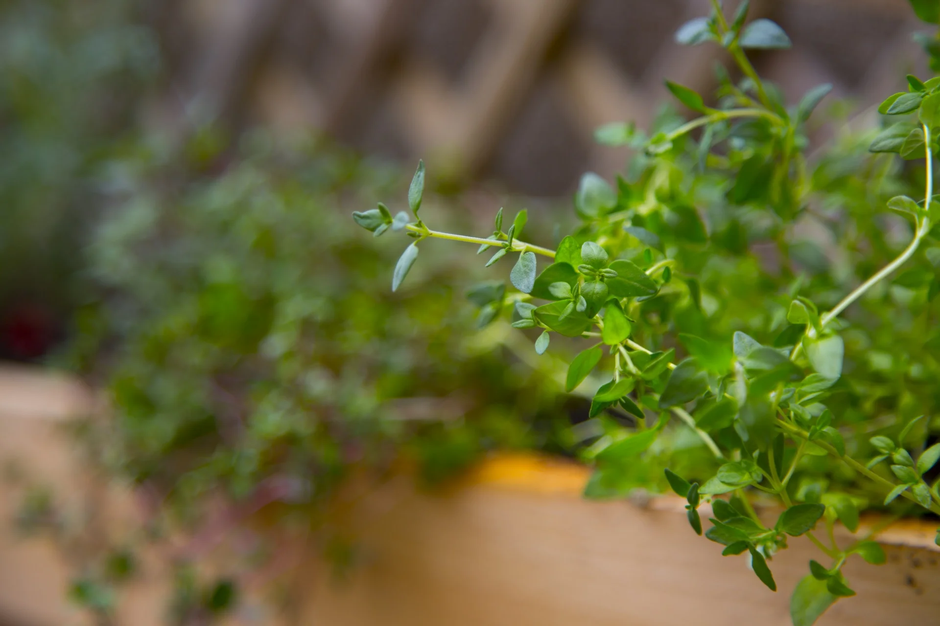 Thyme.jpg