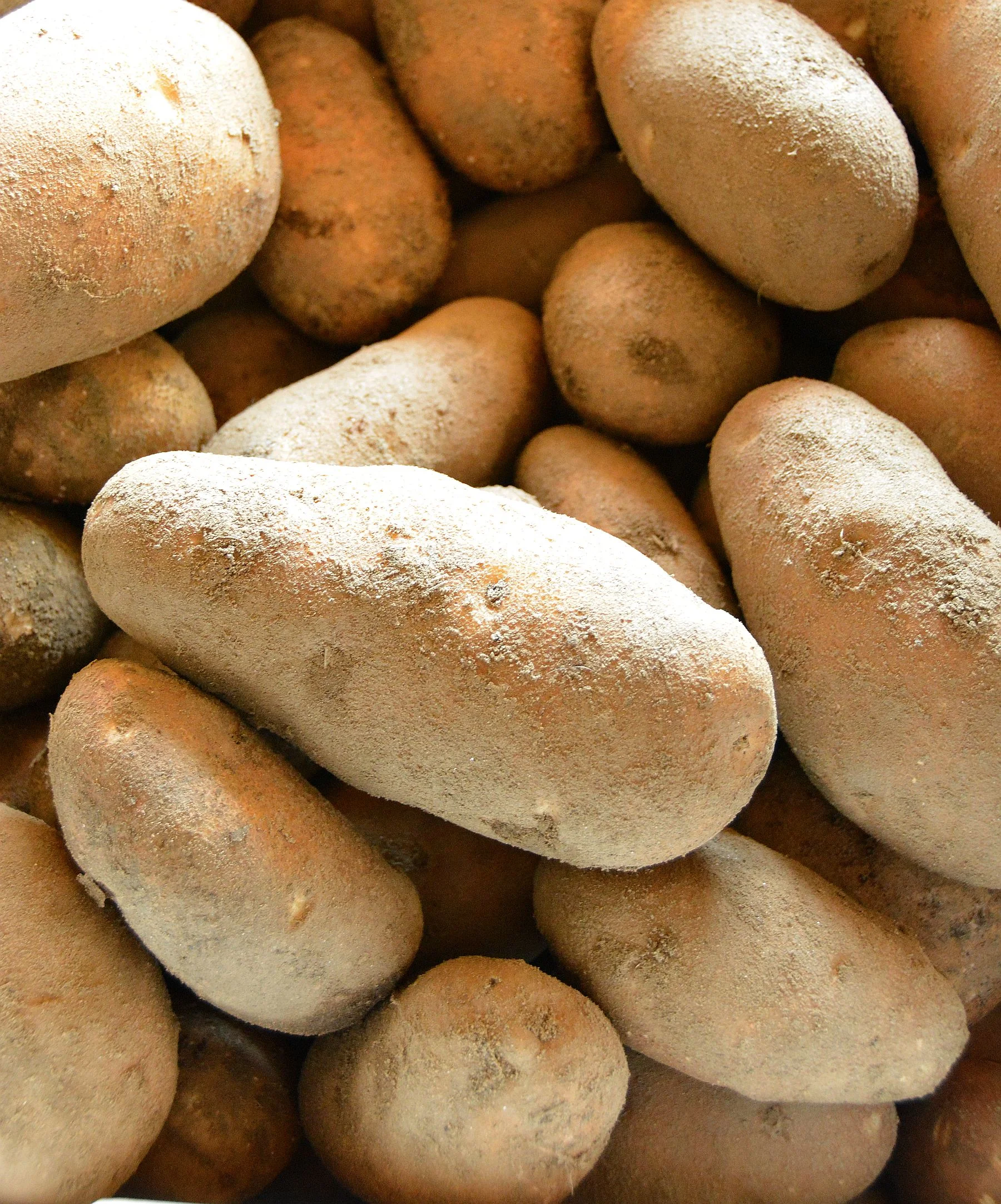 Potatoes.jpg