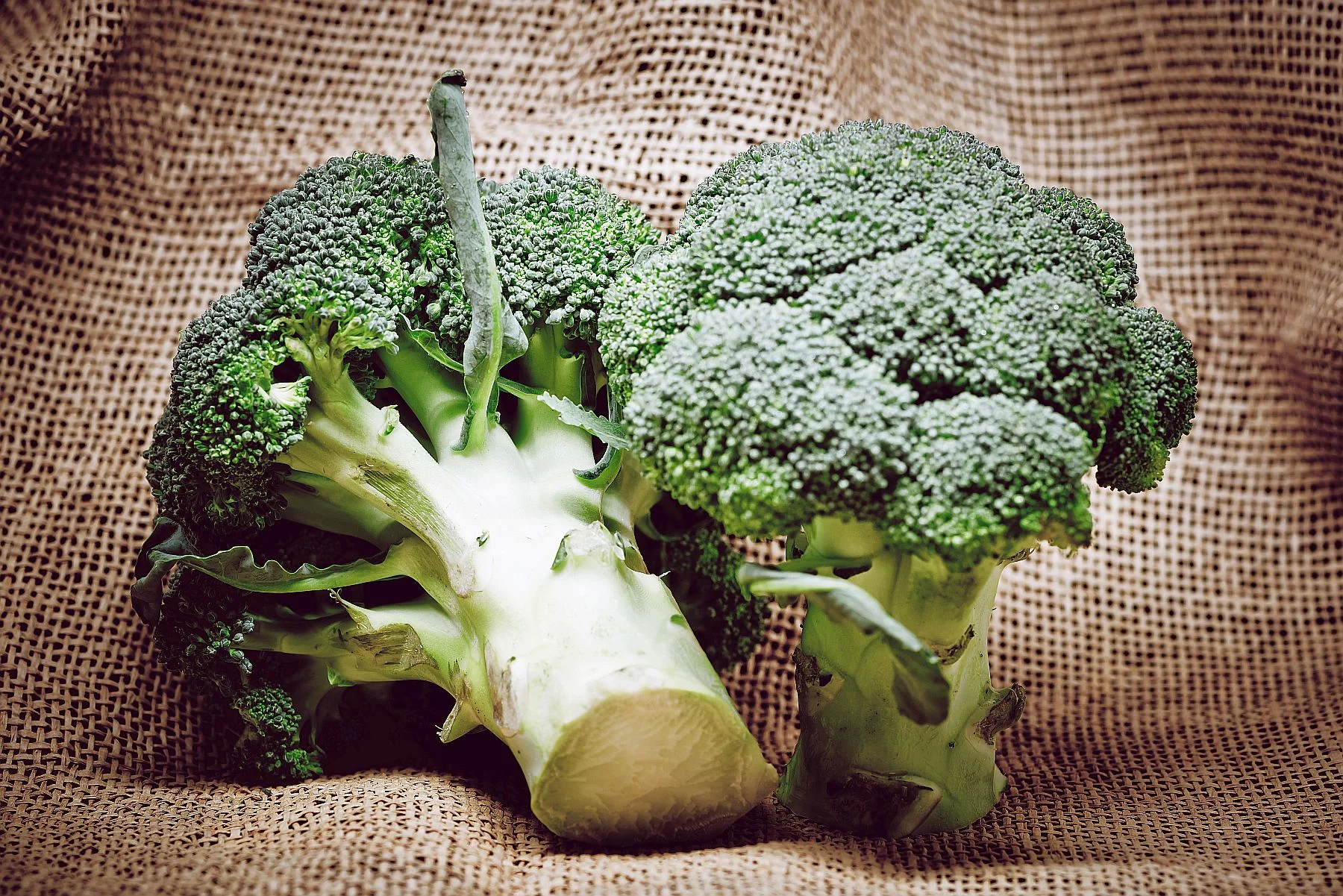 Broccoli 1.jpg
