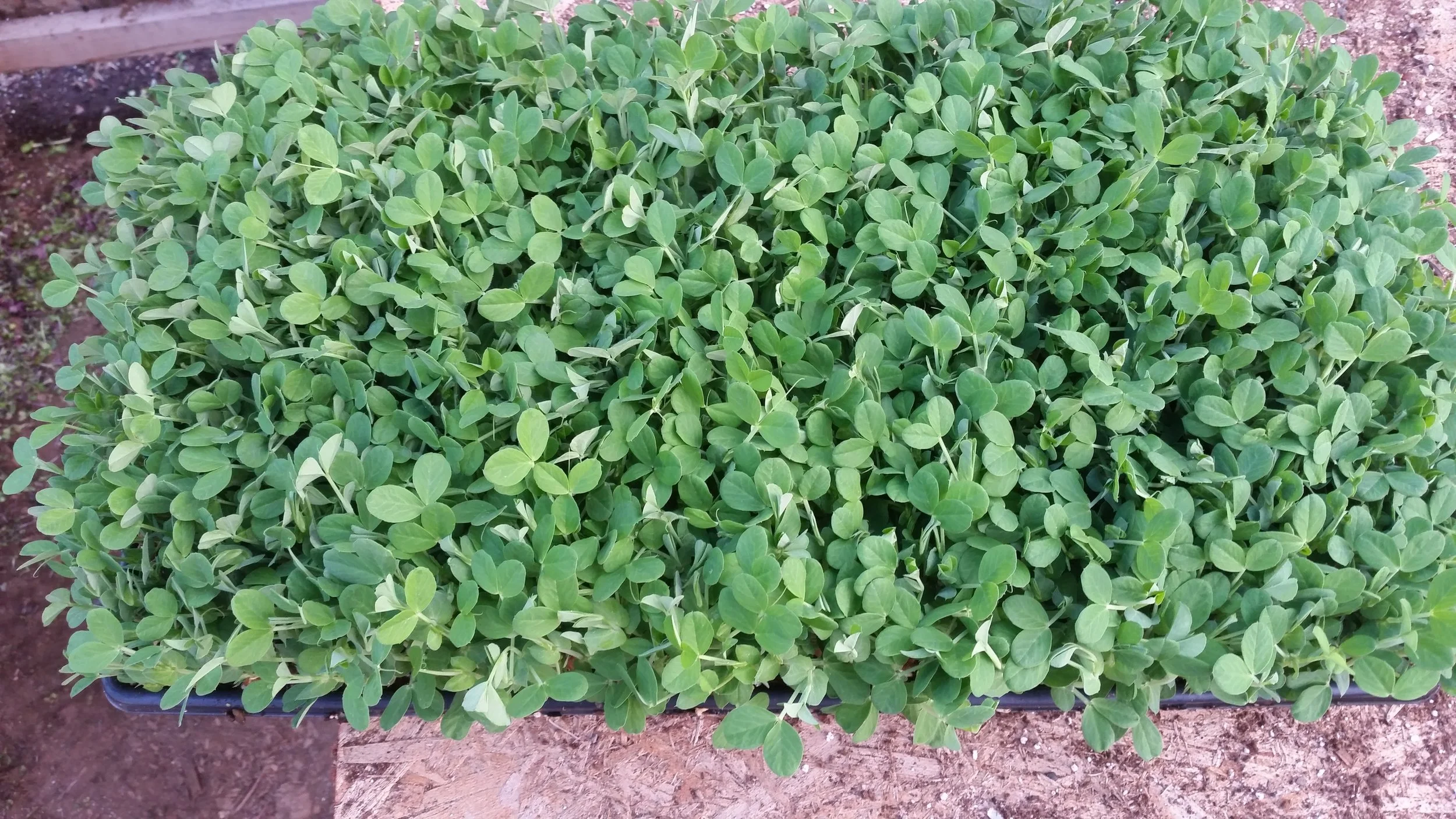 Pea Shoots.jpg
