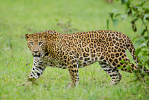 leeroyleopard.png