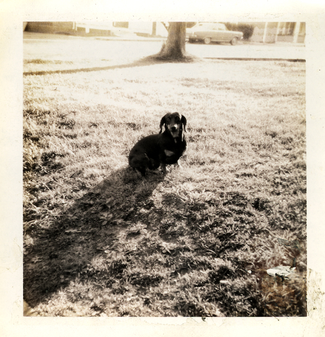 My first dog Catherine (Dachshund), 1970
