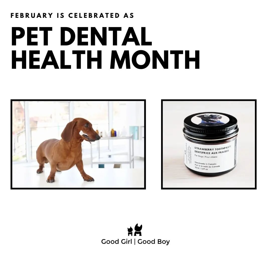 Be ready for the Pet Dental Month with our 2 toothpastes. Choose between Banana and Strawberry.Your dog will love them !