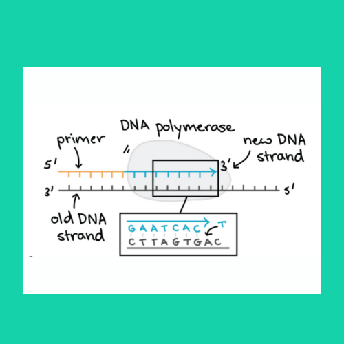 Replication, Transcription, and Translation Easy Guide to How Proteins