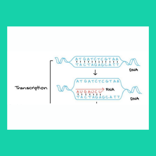 Replication, Transcription, and Translation Easy Guide to How Proteins