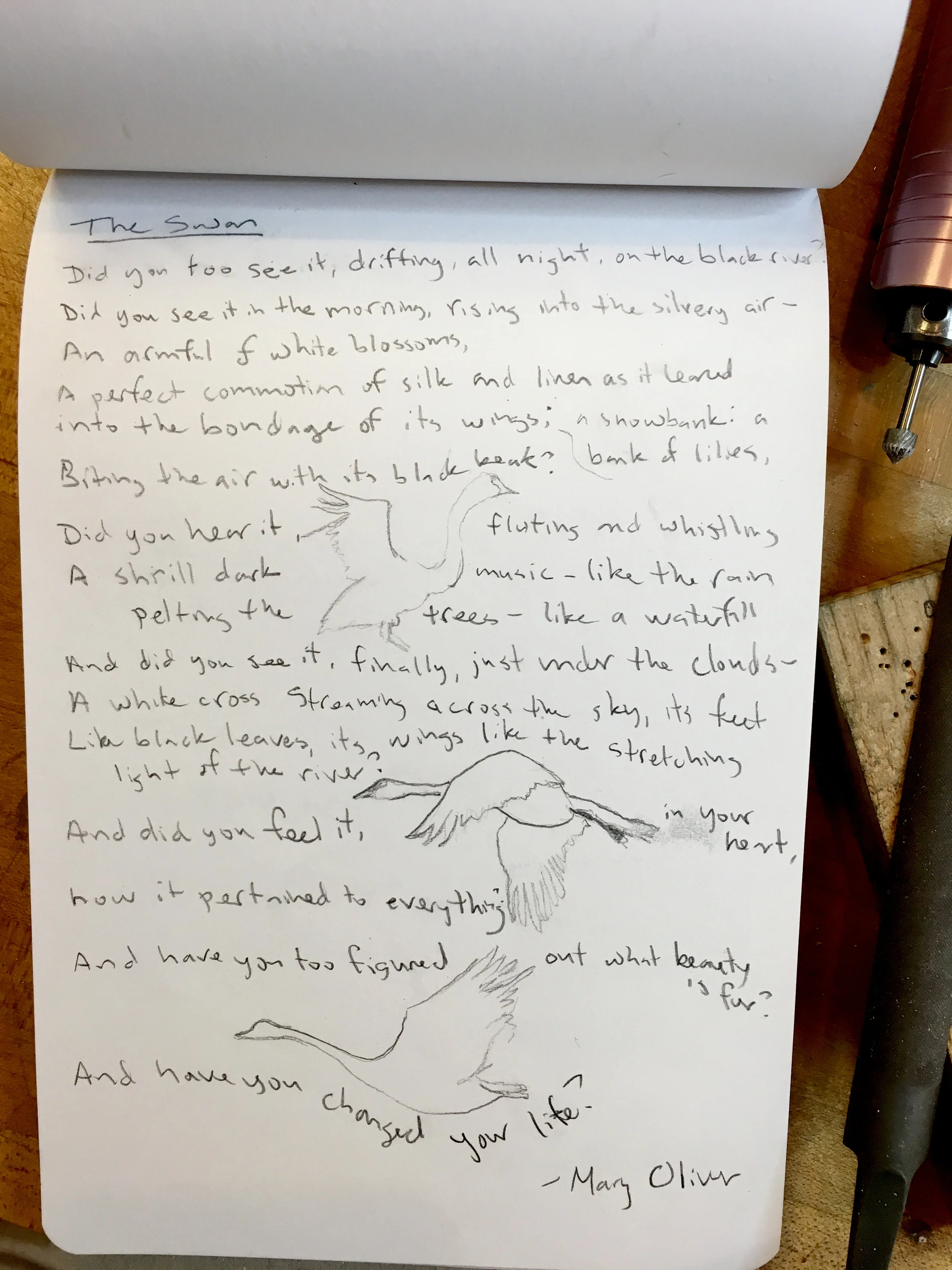 sketch_swan.jpg