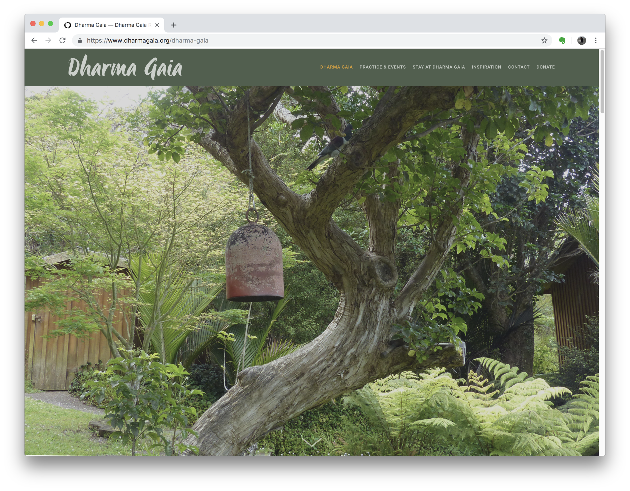 Dharma Gaia Website (Squarespace)