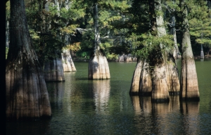 Bald cyprus trees at Big Thicket National Preserve.