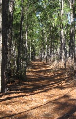 A walk through Big Thicket.