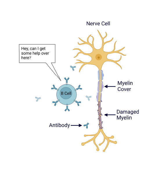 Diagram showing a nerve cell with labeled parts: nerve cell, myelin cover, damaged myelin, antibody, and B cell asking for help.