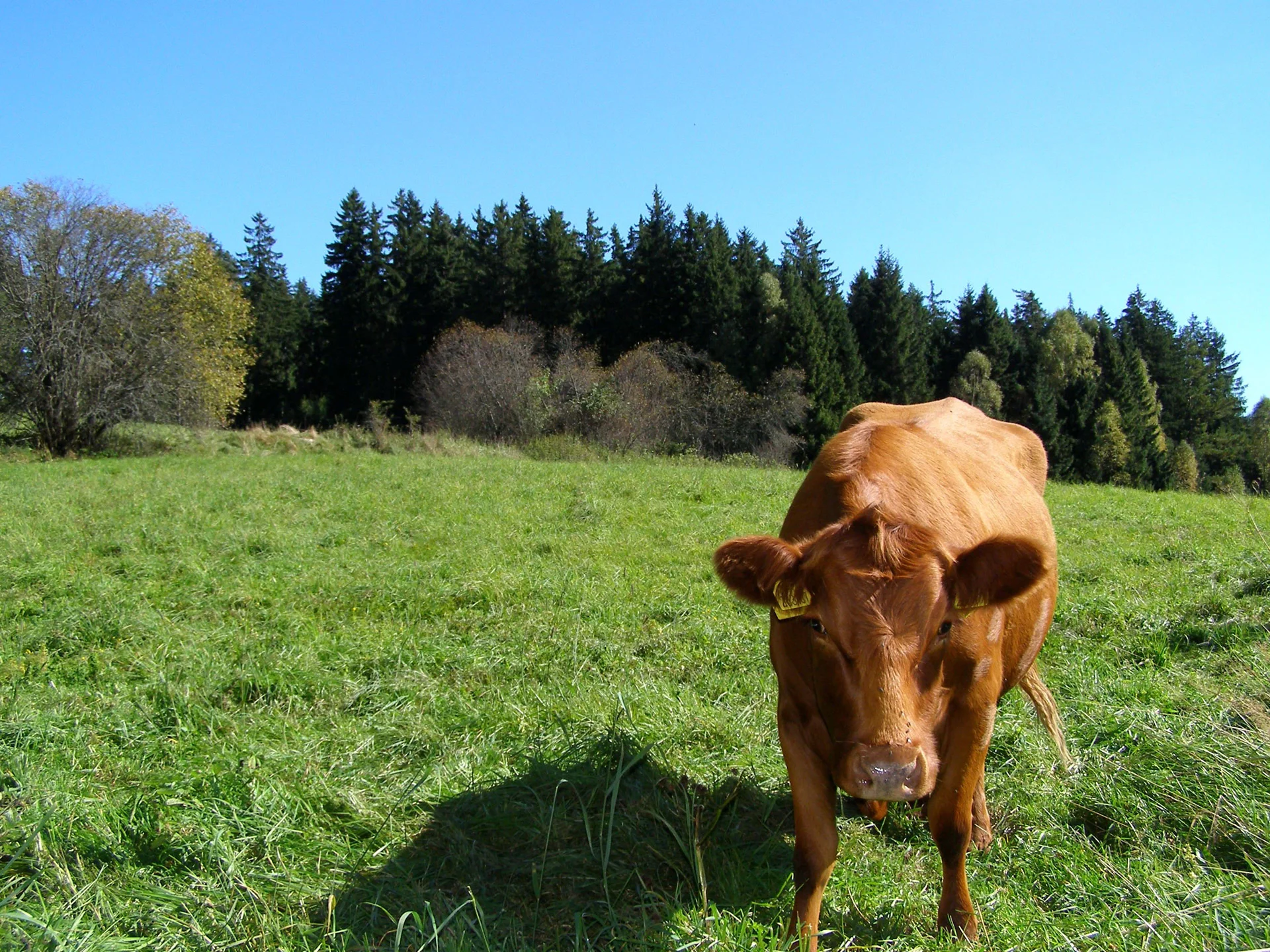 Cows.jpg