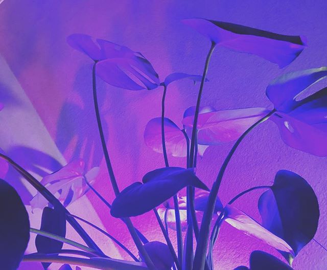 PLANTS.jpeg