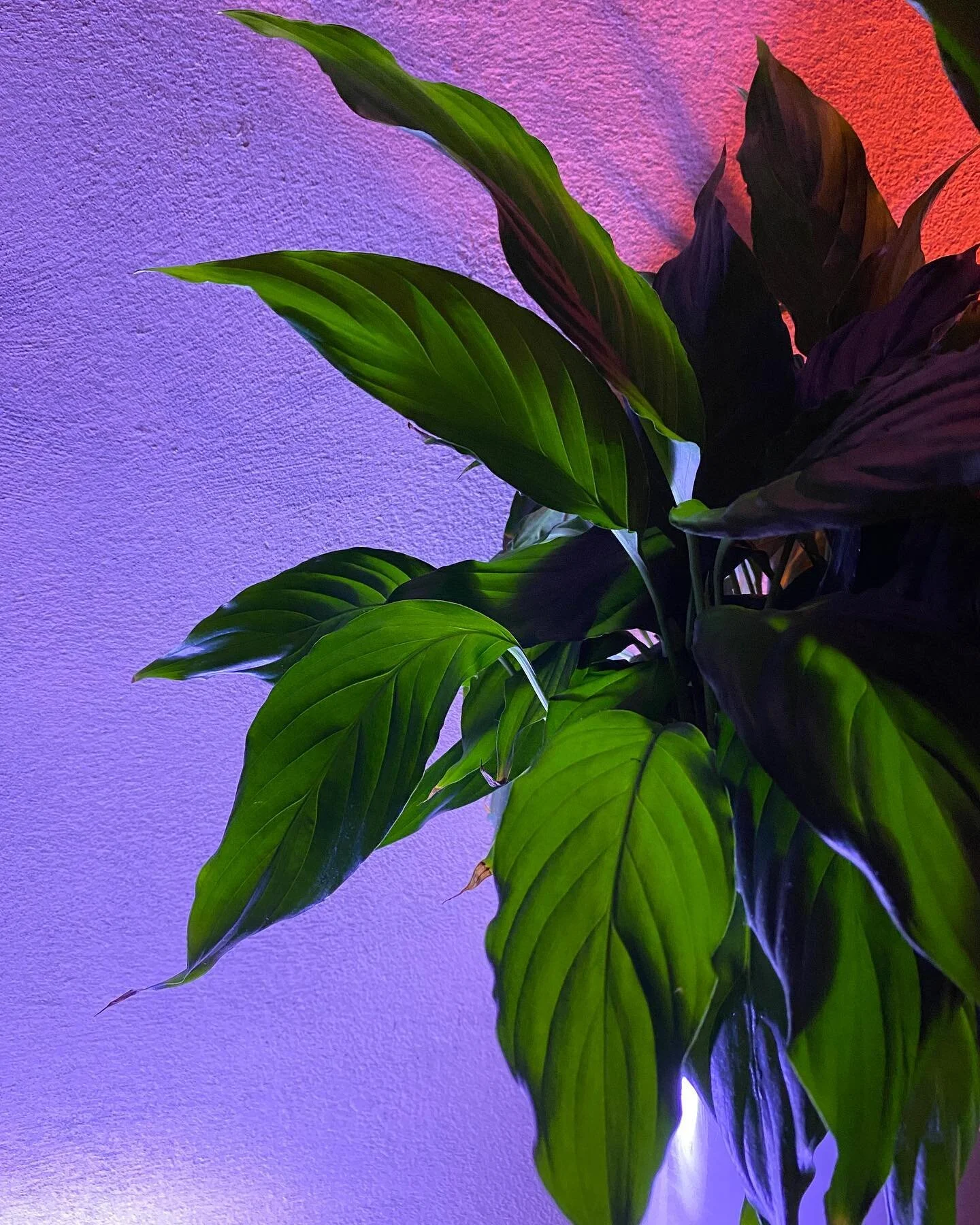 A new take on live music, Plants FM is music played BY PLANTS! Tune into nature. 
.
#plantsfm #plantwave #plantmusic #peacelily