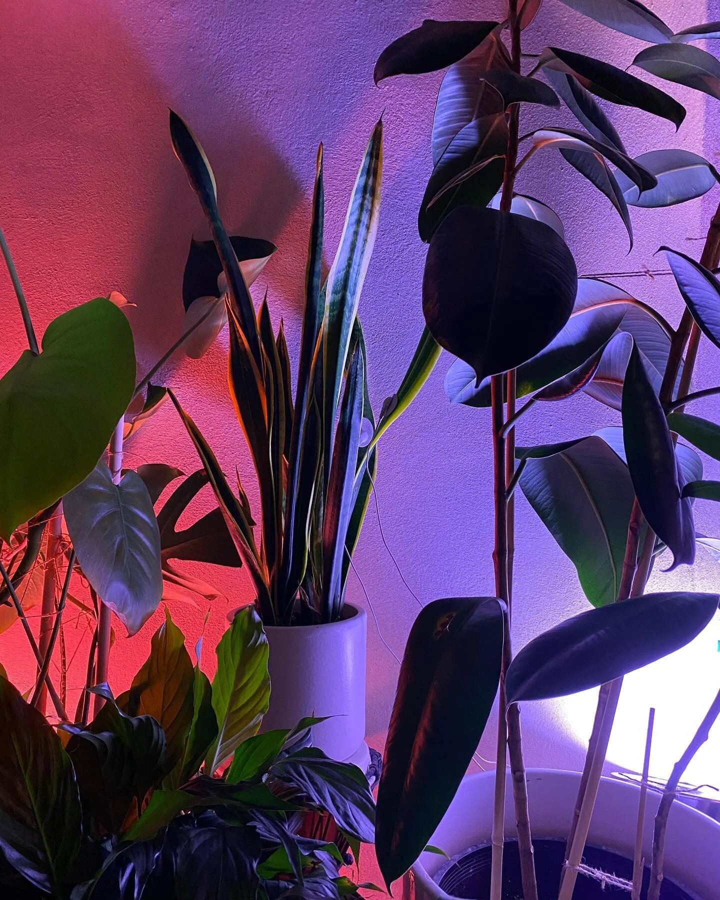 Tune into the soothing sounds of Plant Music. Yes, this is music BY plants designed to heighten feelings of calmness and connection. Just listen and breathe. 🙏

#plantsfm #plantwave #plantmusic #midisprout #snakeplant