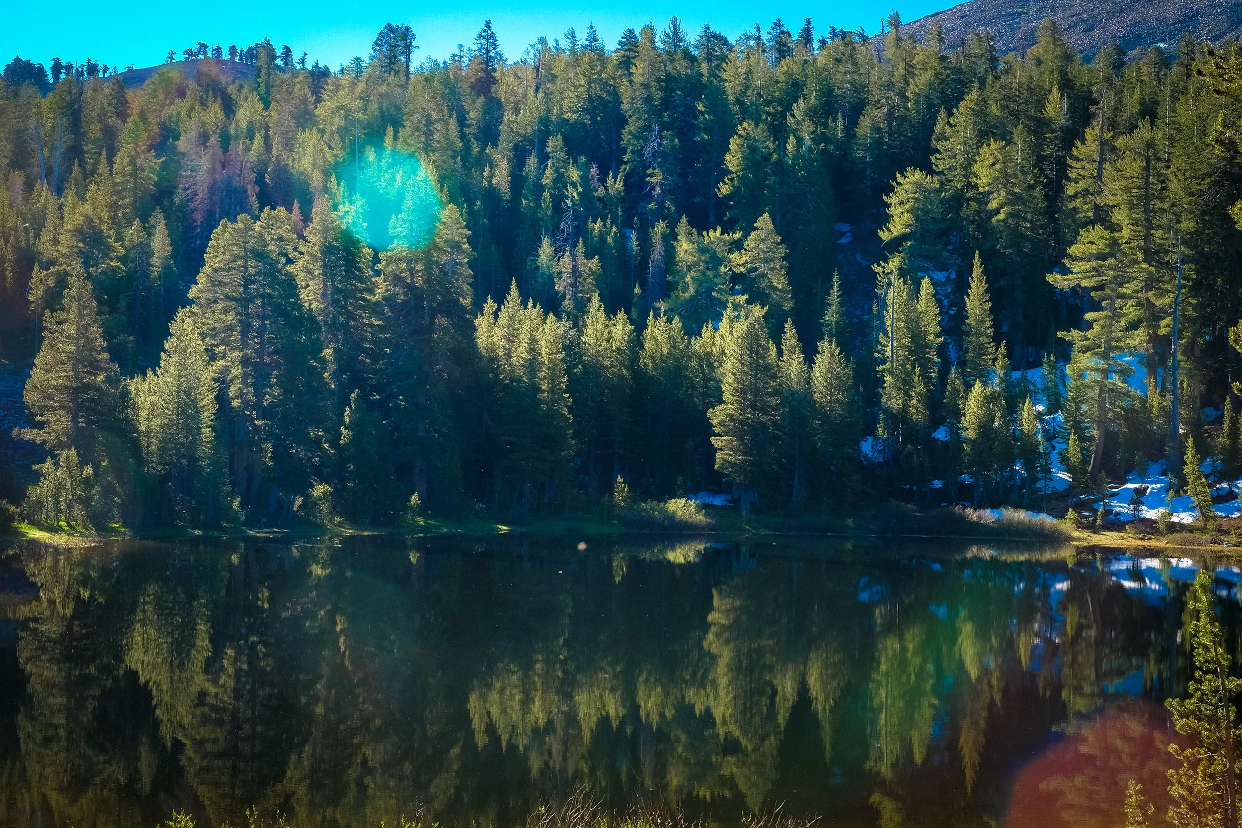 SEQUOIAS-24.jpg