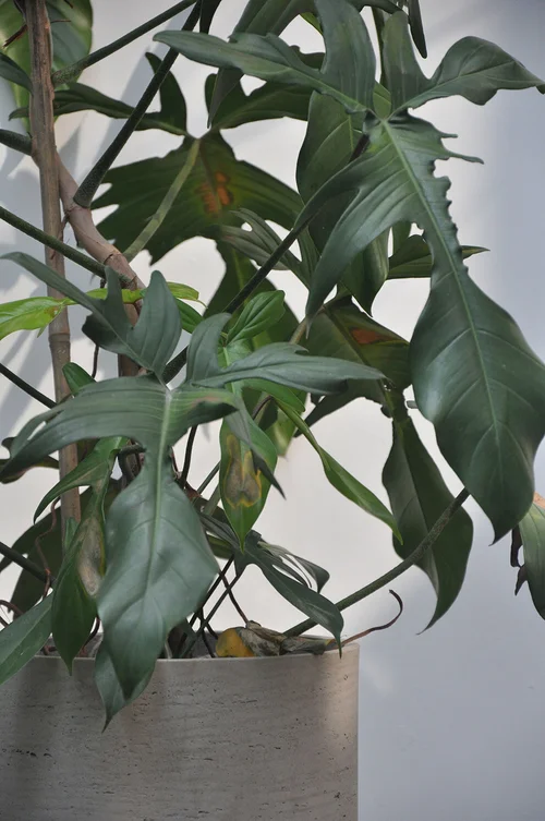 Philodendron Quercifolium  Casamia Interior