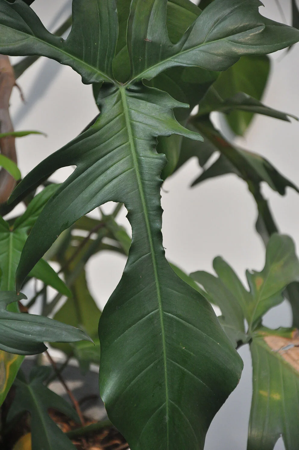 Philodendron Quercifolium  Casamia Interior