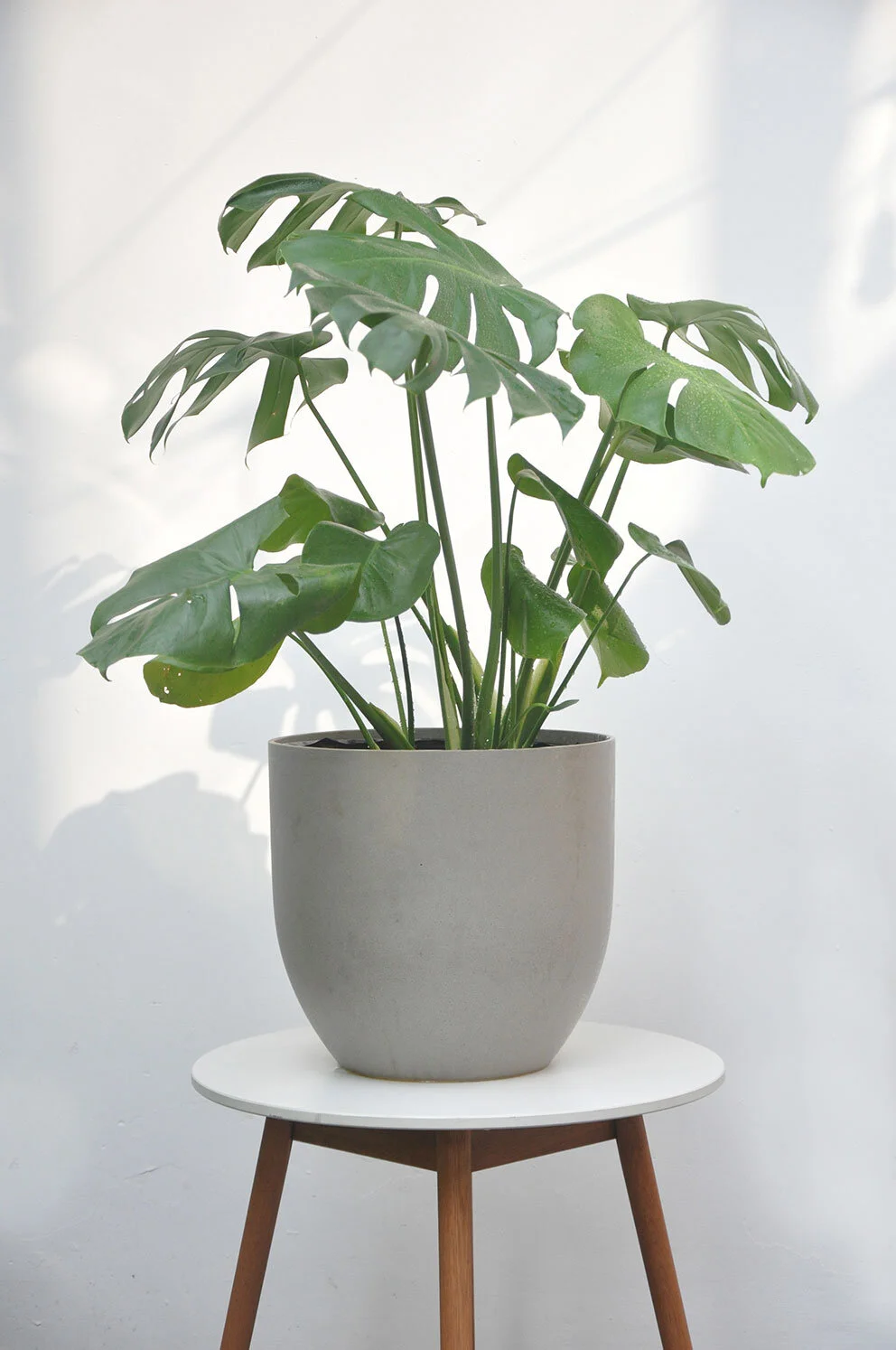 Monstera Deliciosa