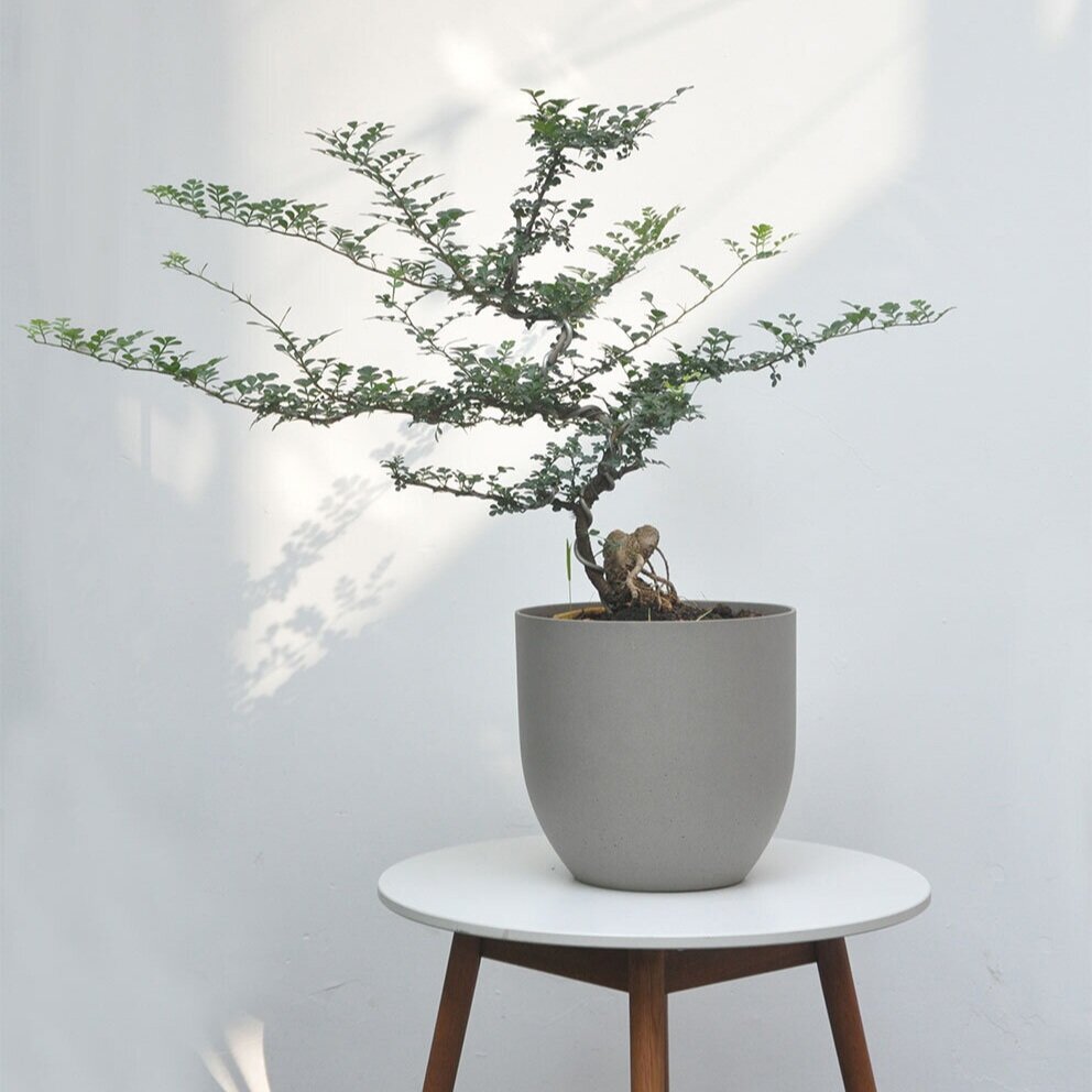 Potted+tress+by+Casamia+Interior