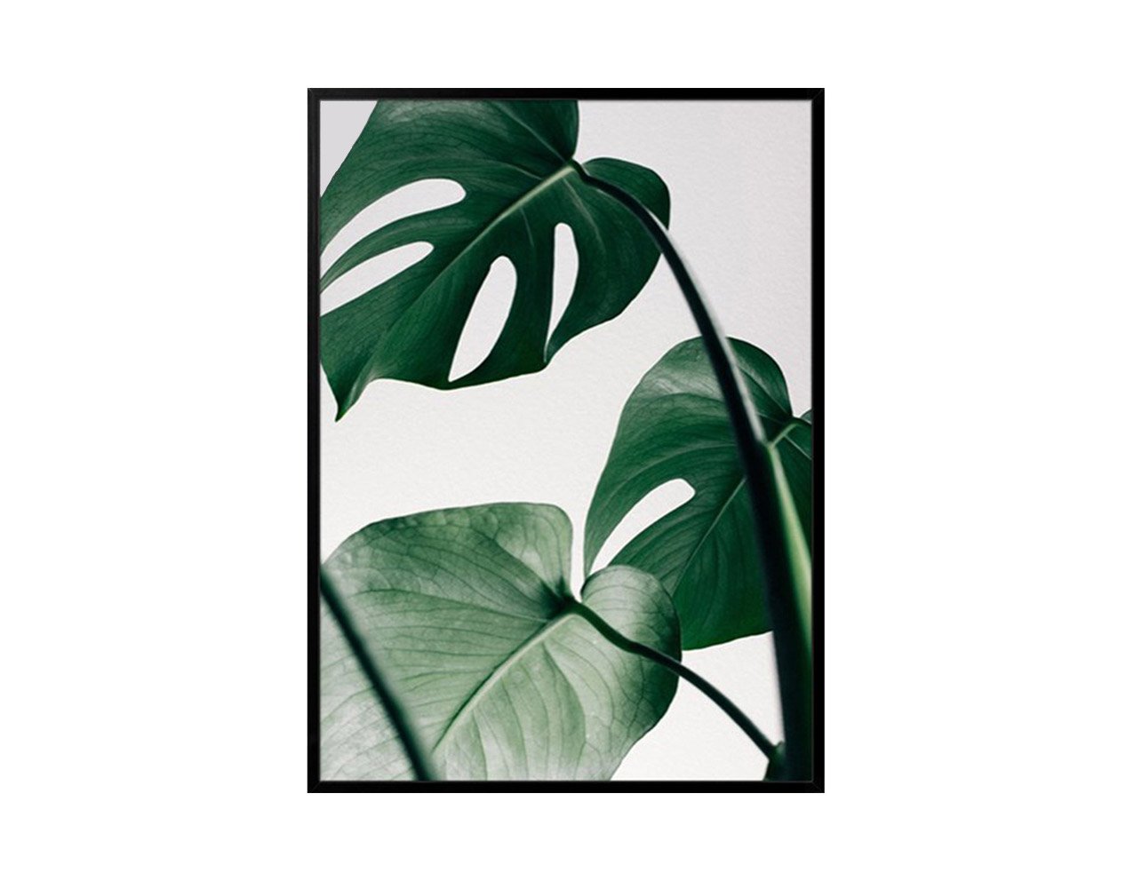 Botanicals #13
