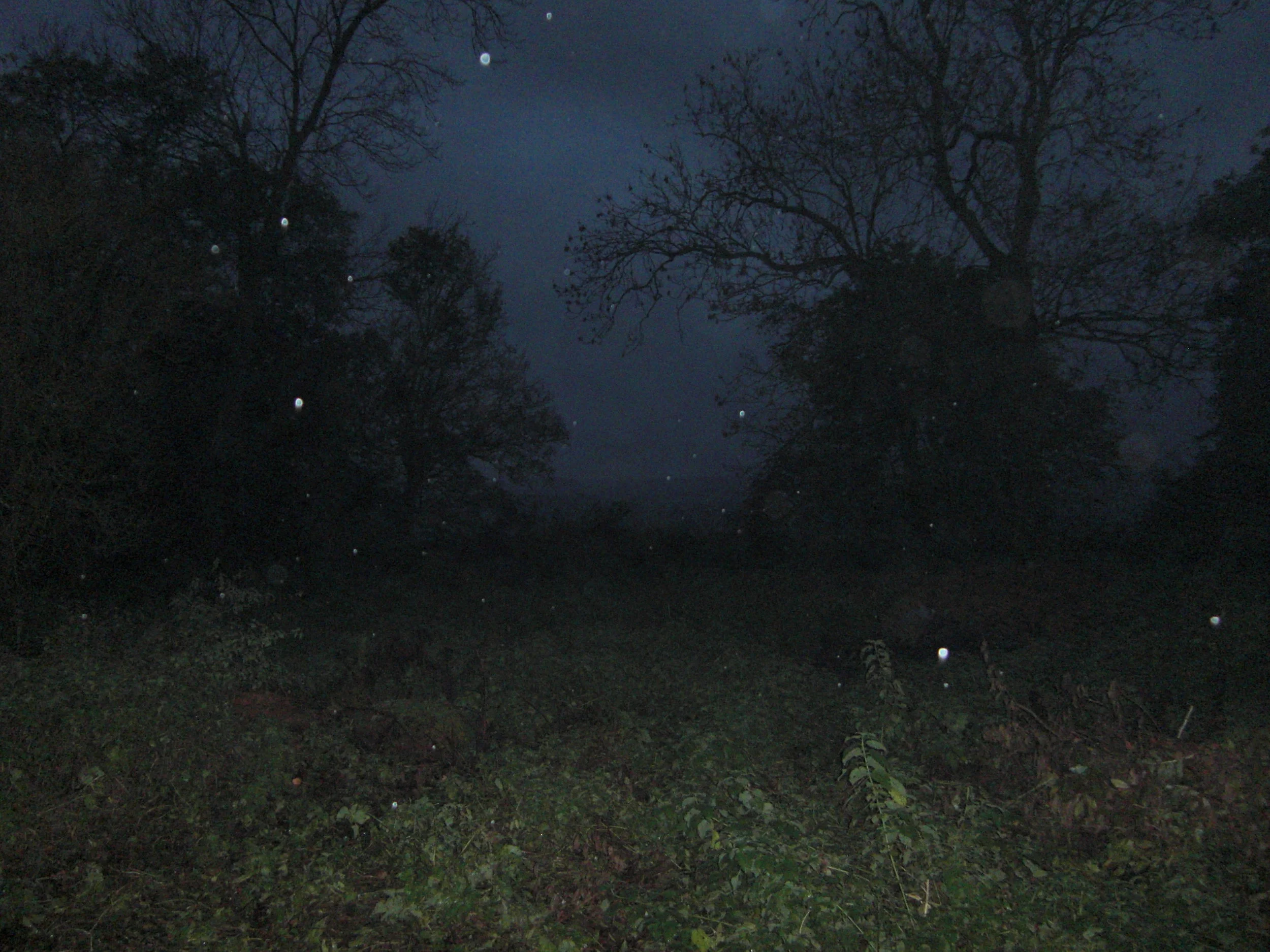 Deep woods.jpg