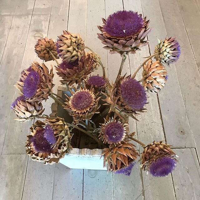 Artichokes from Sababa Farm  in Paradise Valley
.
.
#sababafarm #savaleflowersantiques #artichokes