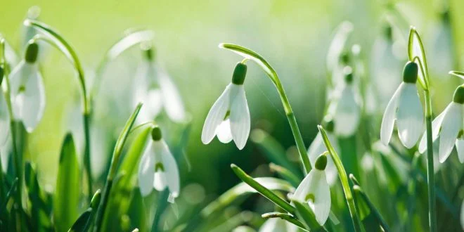 snowdrop-flower-wallpaper-12-660x330.jpg