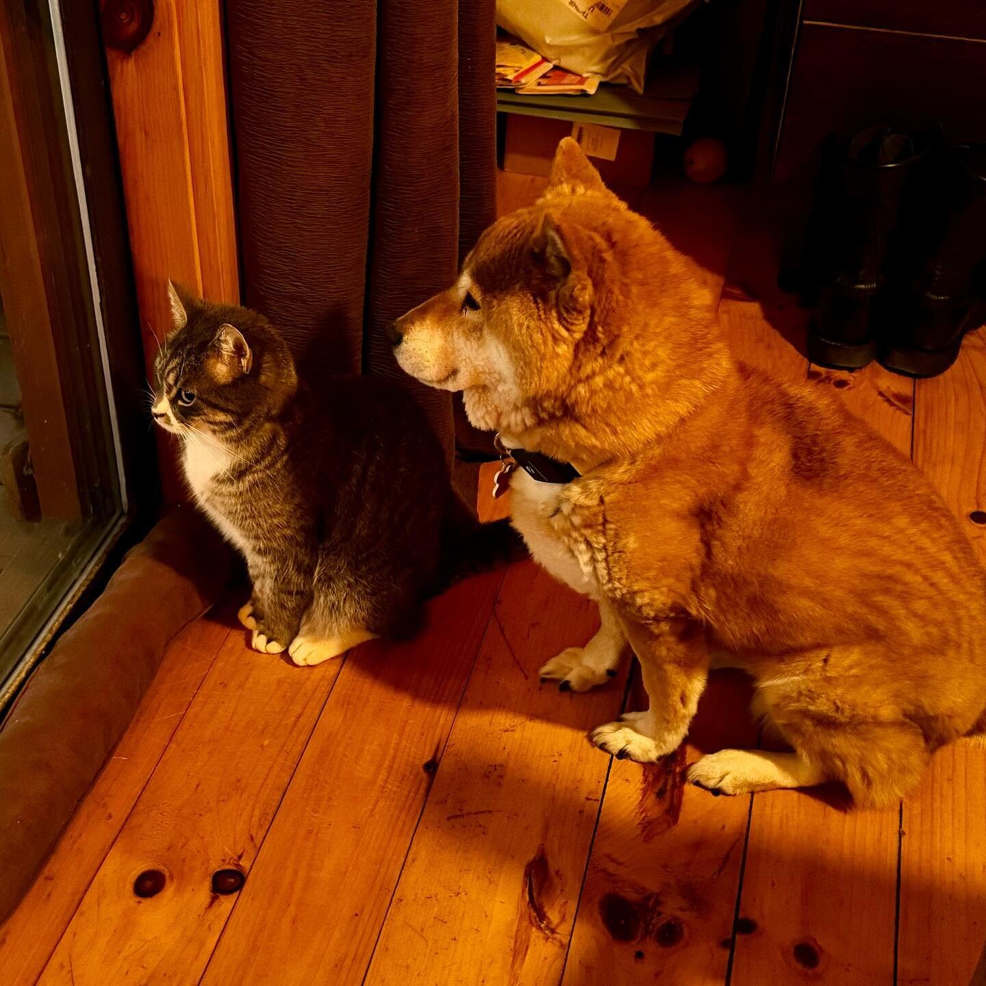 Sushi is getting her steps in&hellip;

This is a beautiful thing. A couple of years ago she&rsquo;d become quite withdrawn after losing a lot of her hearing and vision. She&rsquo;s an old lady now, at fourteen-and-a-half or thereabouts. 

But then al