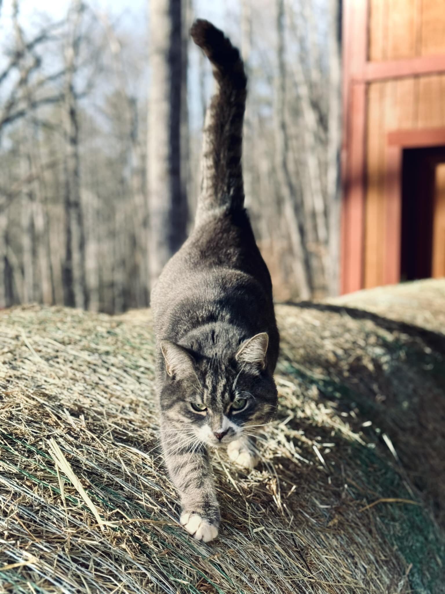 Xena (Warrior Kitty) is currently supervising the hay delivery. We didn&rsquo;t know we were getting a hay delivery until a couple of hours ago. Such is farm life in Western North Carolina: you get stuff while you can!

#voiceovervalley #xenawarriork