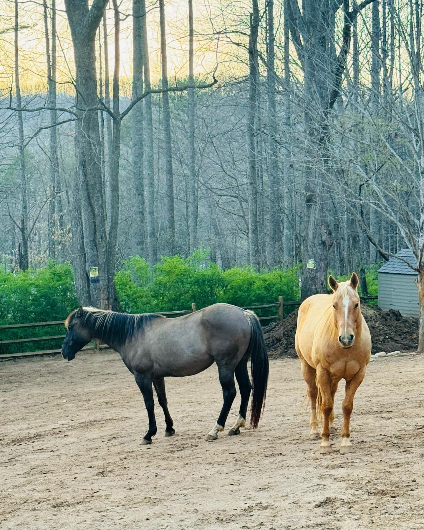 Horsey evening&hellip; 🐴

#voiceovervalley