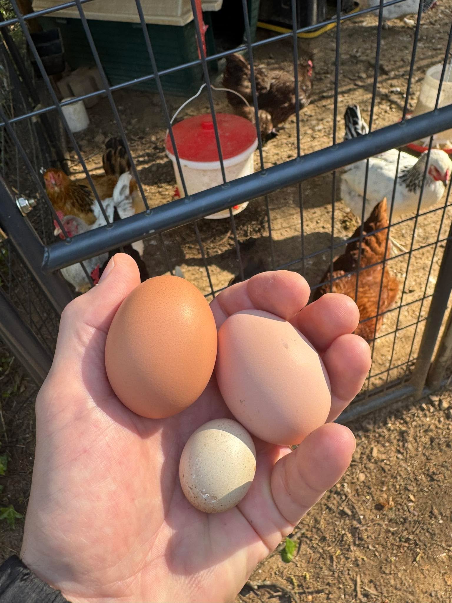 One of these things is not like the other things&hellip;

But it does appear that hen number 10 is finally coming online and starting production! (And with a dozen eggs now around $10, or so I hear, her timing couldn&rsquo;t be better&hellip;)

#voic