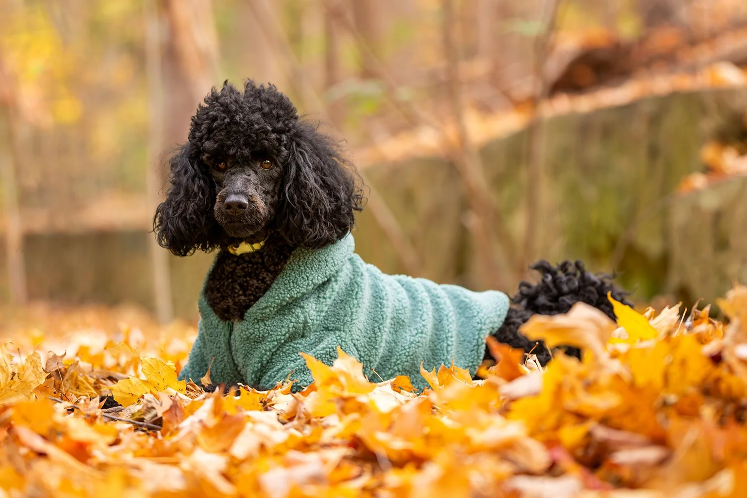 Poppy - Portrait Session