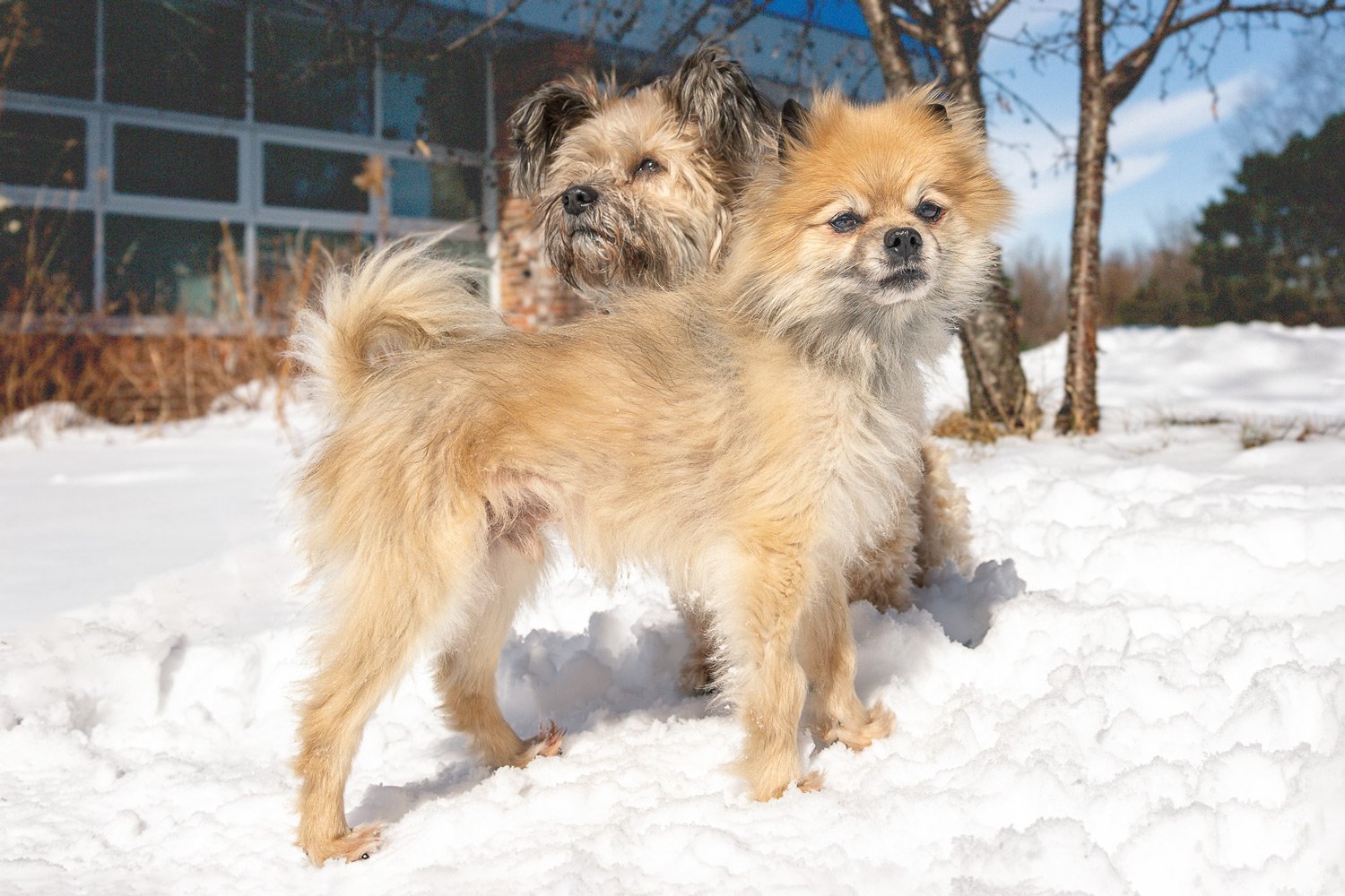 A simple tip for better pet photography